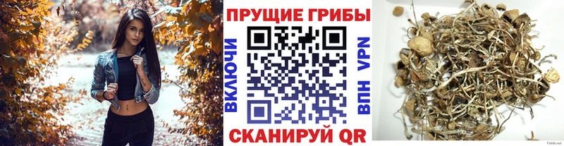 Галлюциногенные грибы Psilocybe Лесозаводск